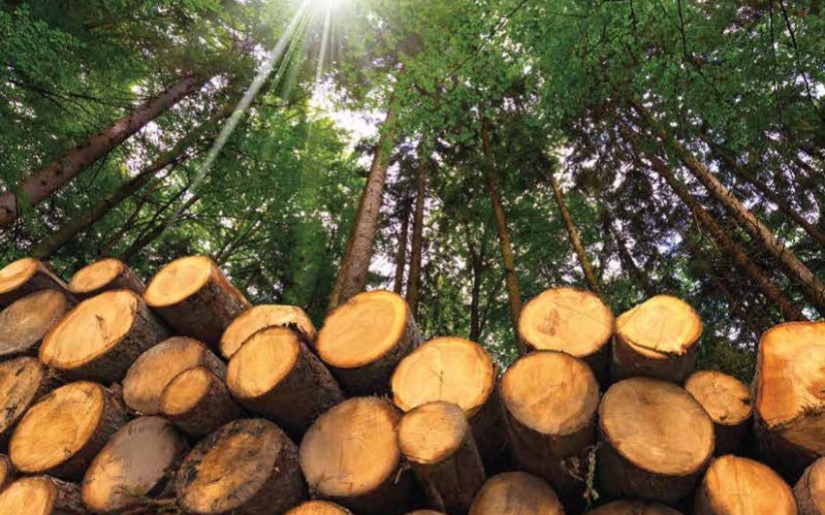 Dovetail Partners contributes to the newly released &ldquo;Emerging Market Opportunities for Minnesota&rsquo;s Forest Product Industry&rdquo; report